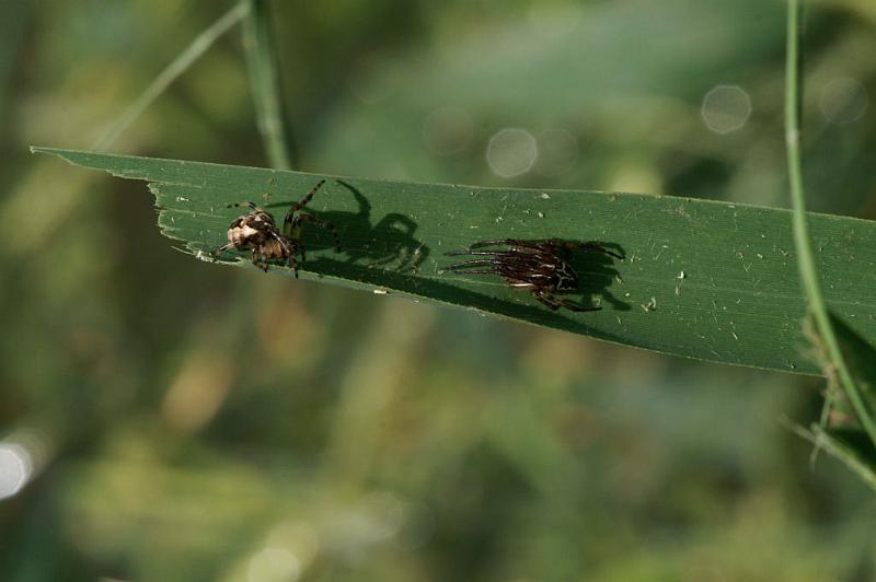 Larinioides_cornutus_D5126_Z_88_Canal du Nivernais_Frankrijk.jpg